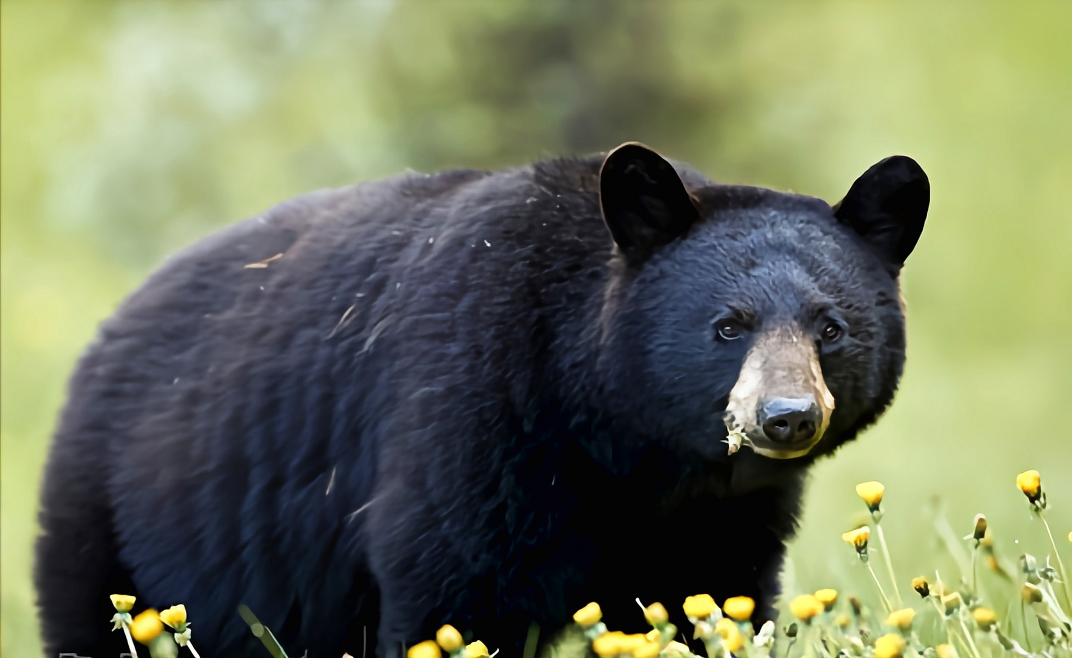 美洲黑熊是熊科哺乳动物,生活在北美洲亚热带及温带地区的针叶,阔叶