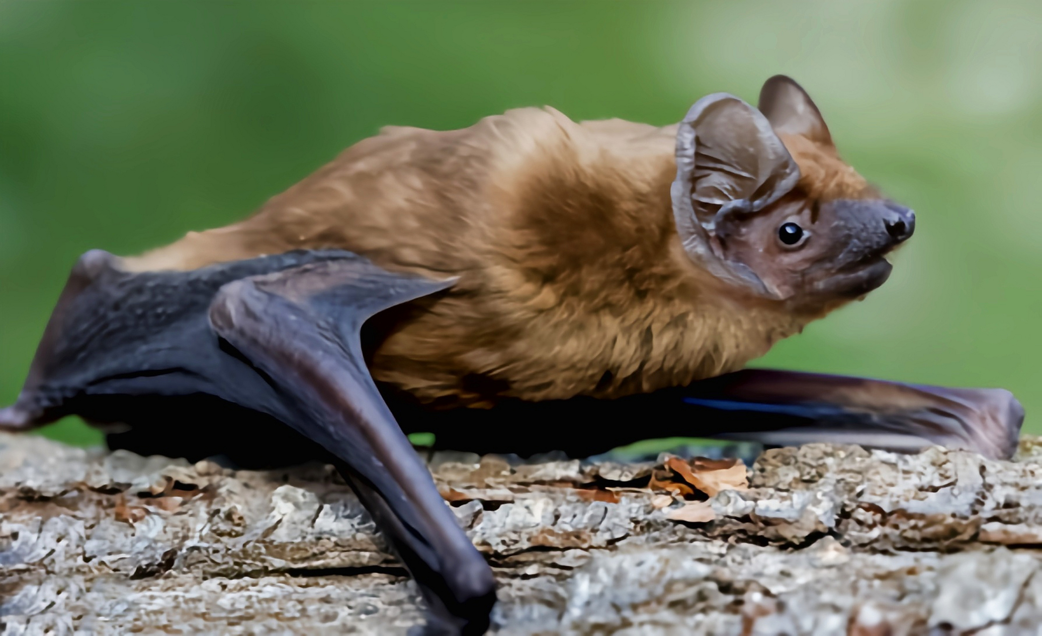 中华山幅别名绒山蝠,我国特有物种.