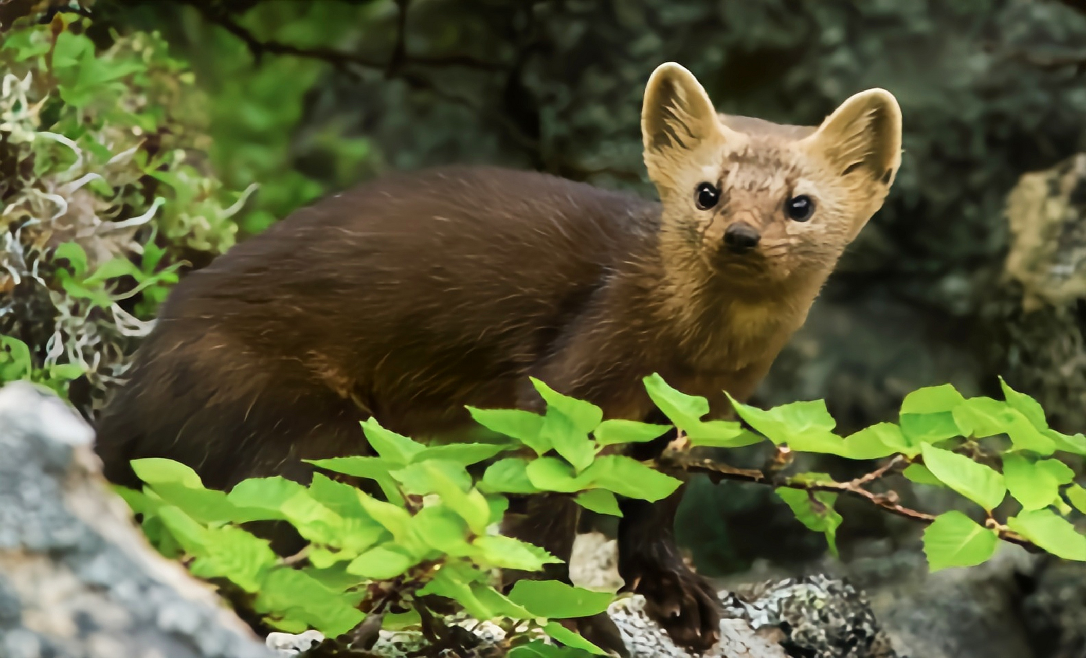 2023发文冲刺赛#紫貂别名黑貂鼬科哺乳动物,共19个亚种,我国一级重点