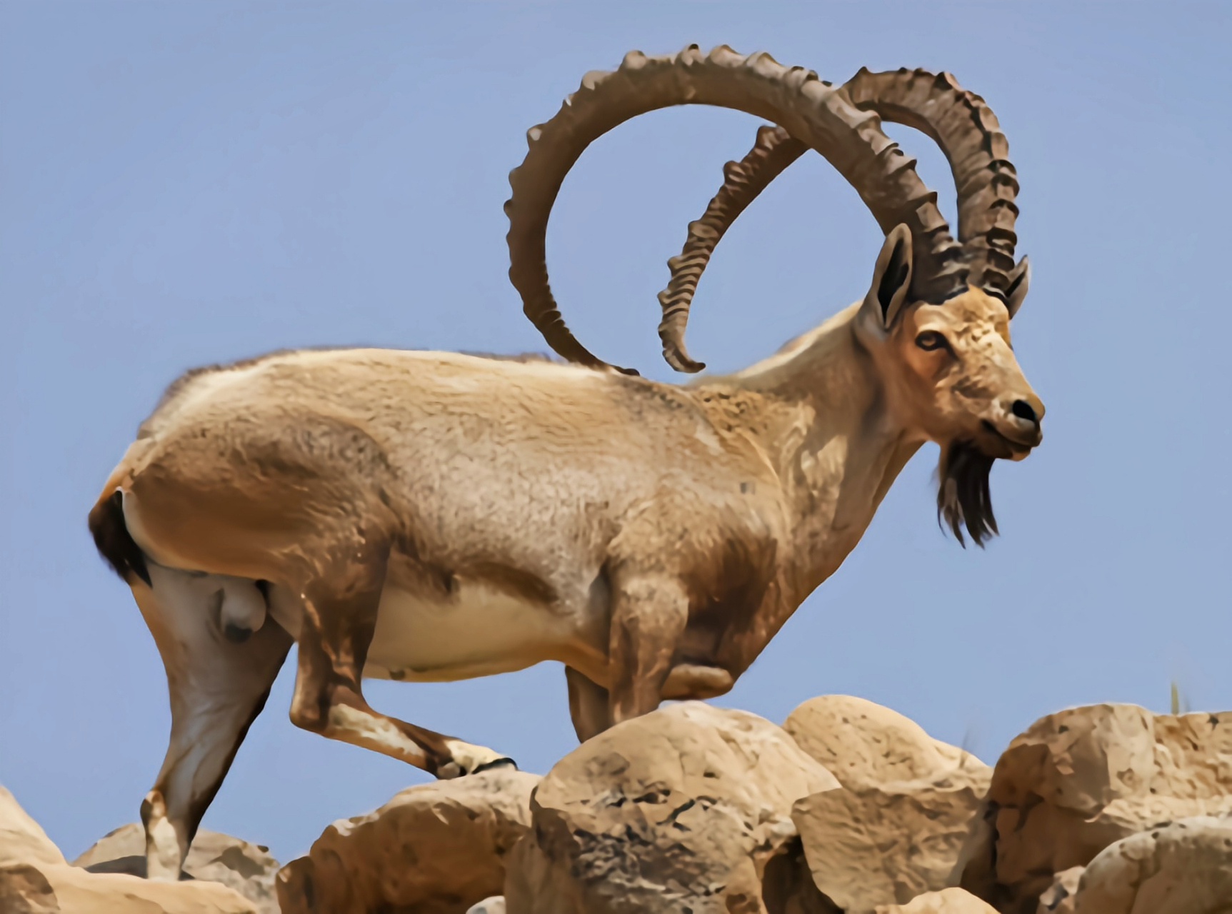 (图片来自网络)