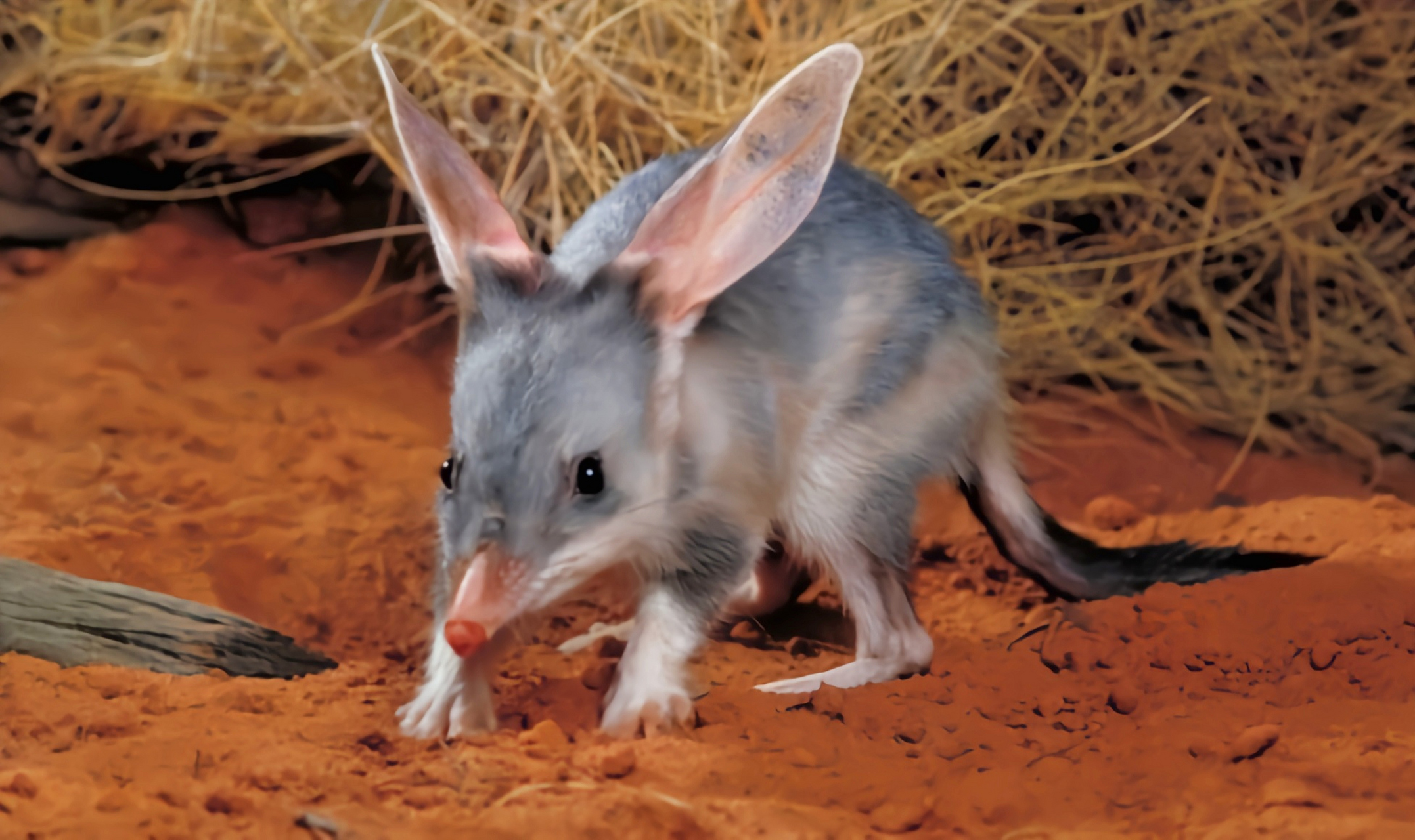 兔耳袋狸生活在澳大利亚西北部干旱,炎热的地带.