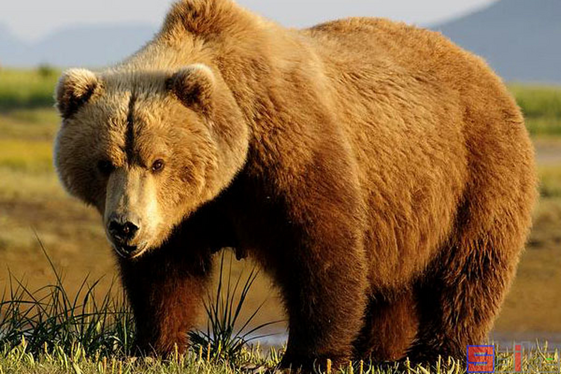 7米,重100-550千克,体形健硕,被毛粗密,体色各异.