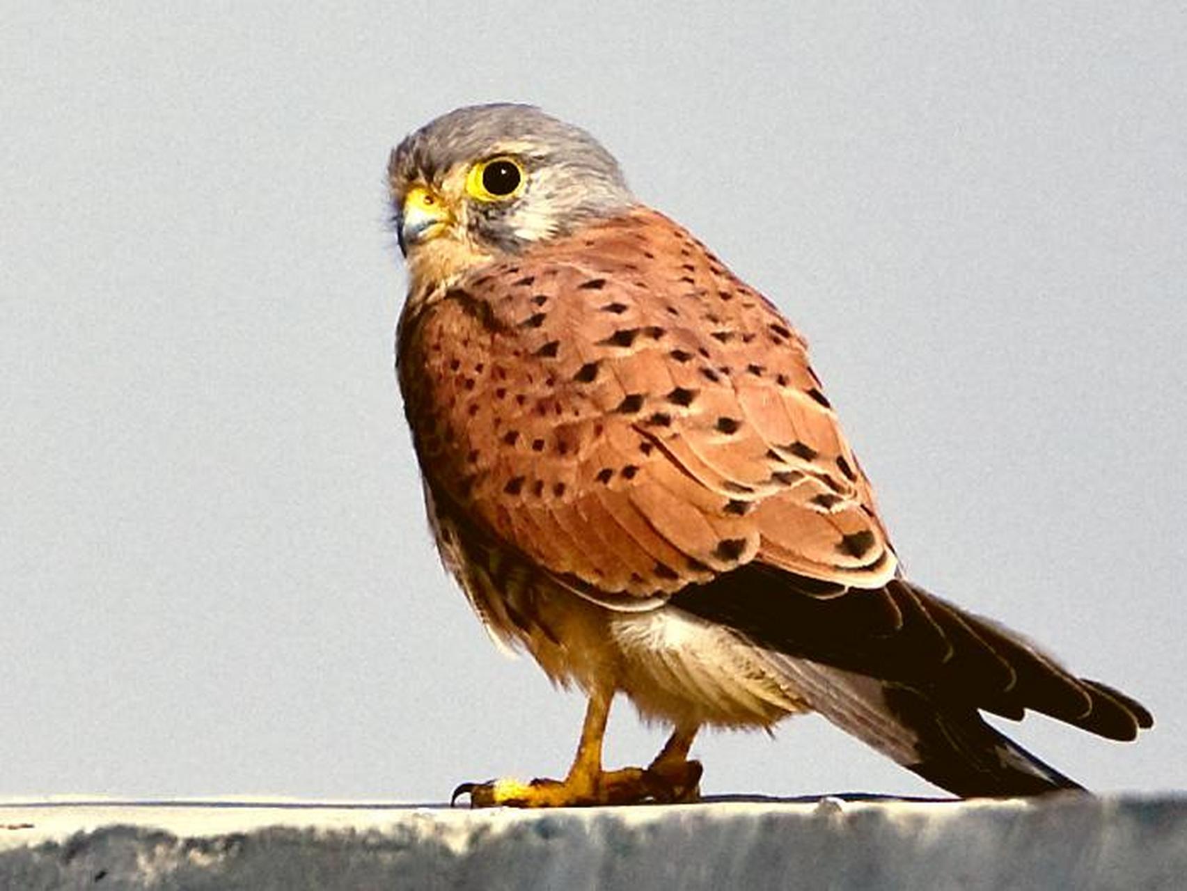 捕虫高手--红隼   红隼隼科小型猛禽,体重.