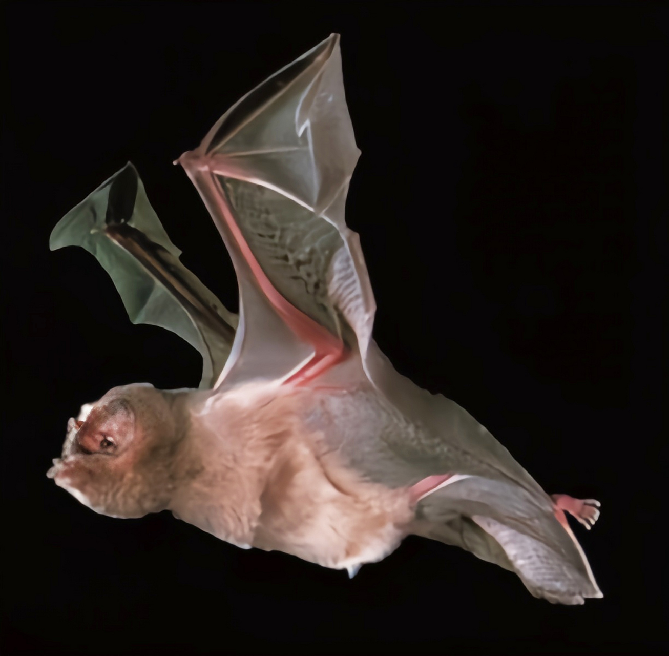 吸血蝙蝠是一种臭名昭著的小型哺乳动物.