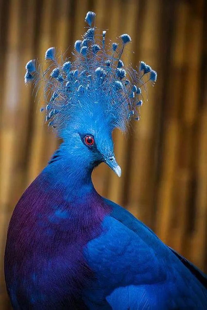 现存最大的鸽子--维多利亚凤冠鸠   今天给大家介绍现存最大的鸽子