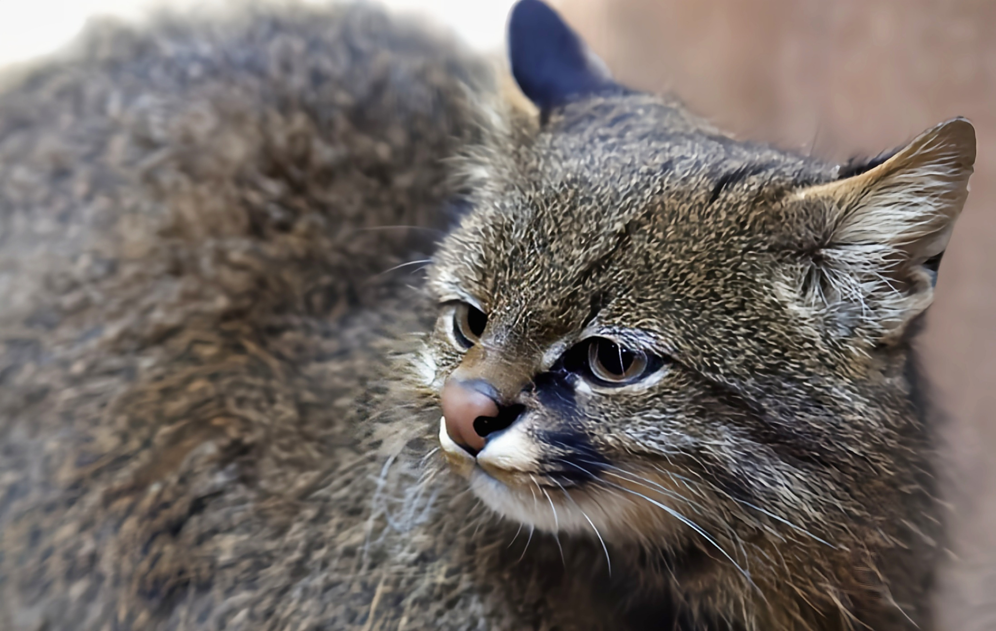 南美洲草原虎猫别名热带草原猫,是生活在南美洲低地森林,草原,沼泽