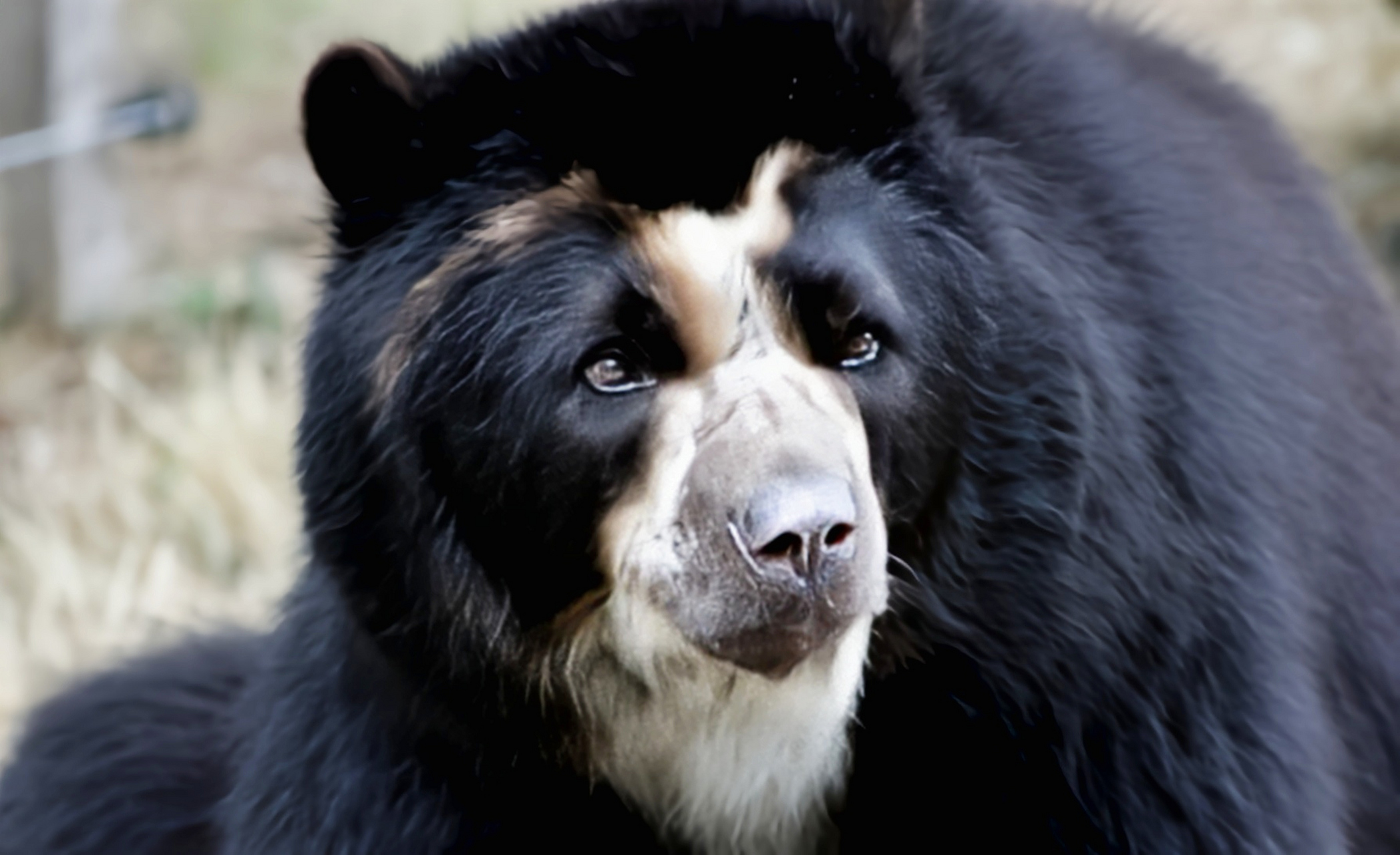 2-2米,重60-180千克,因眼部周围有奶白色斑纹,酷似眼镜而得名,事实上