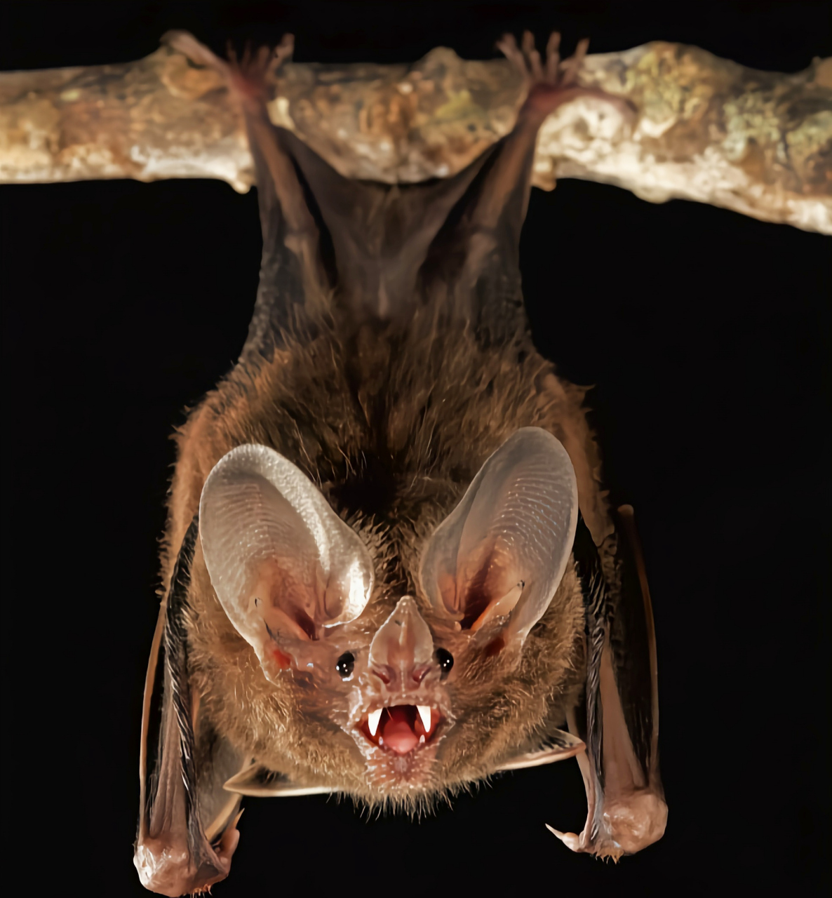 普通剑鼻蝠是叶蝠科小型哺乳动物. 体长6-7厘米,重约13克.