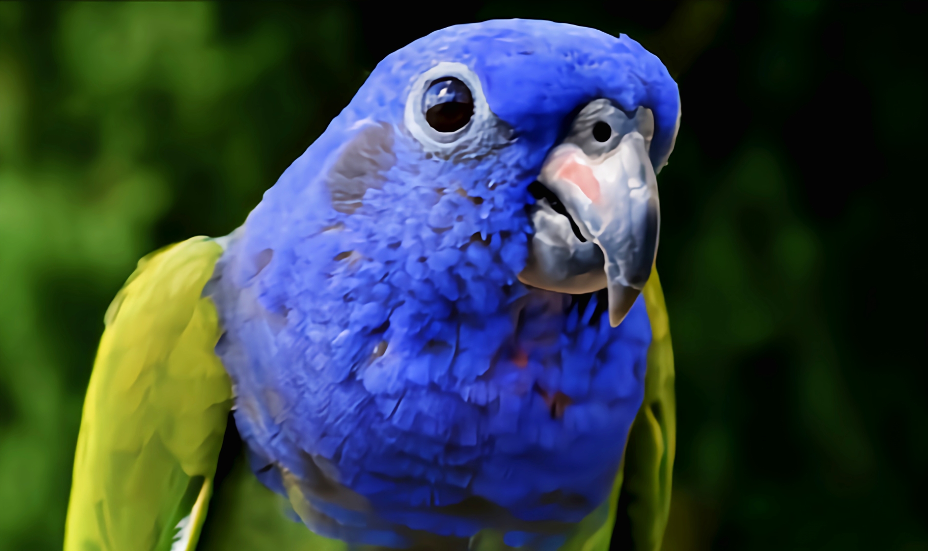 投稿星计划# 蓝头鹦哥的头部蓝色带有黑色斑点,身体结实,尾巴较短