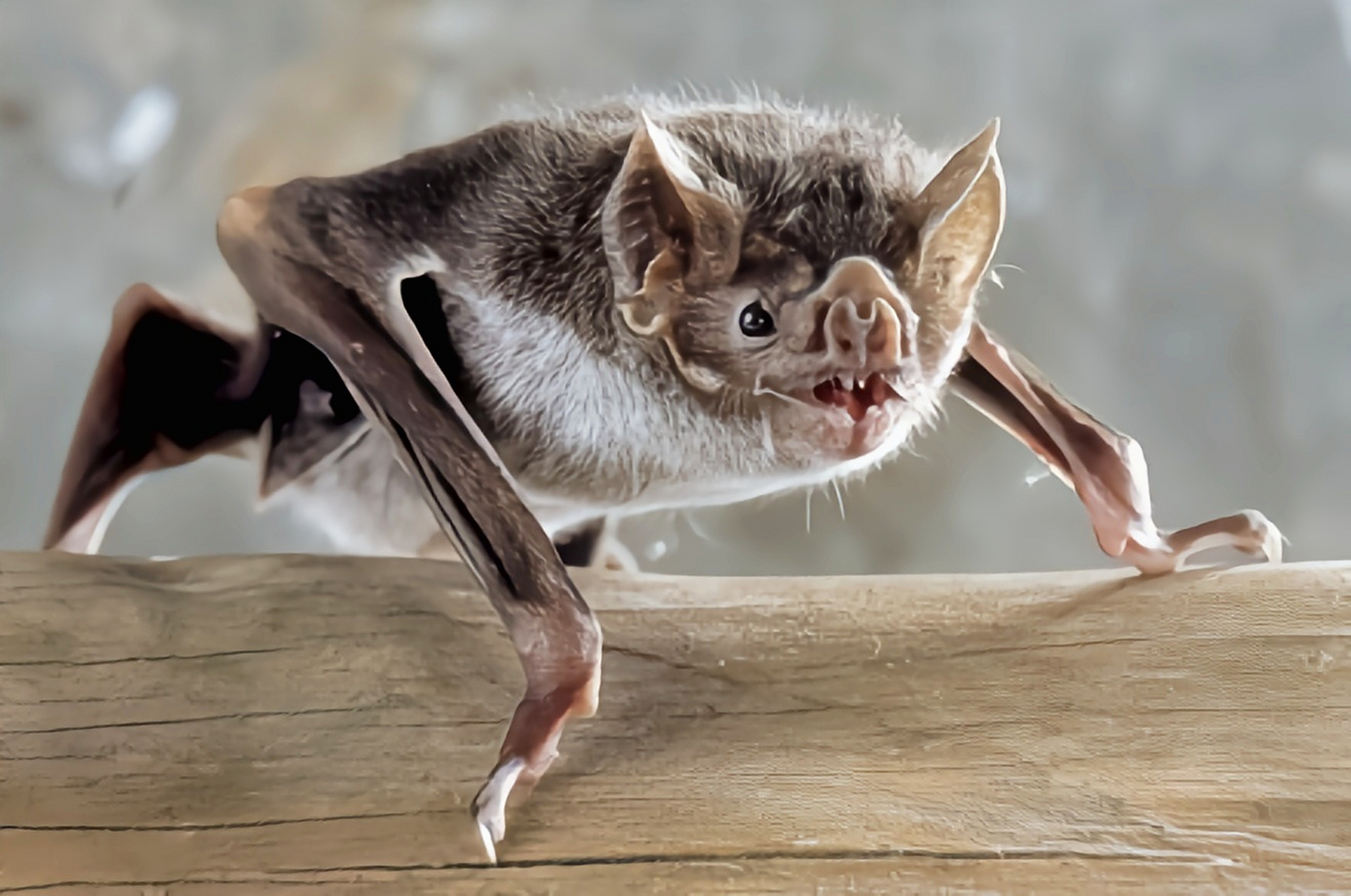 吸血蝙蝠分布于美洲中部和南部,栖息于几乎完全黑暗的洞穴顶壁.