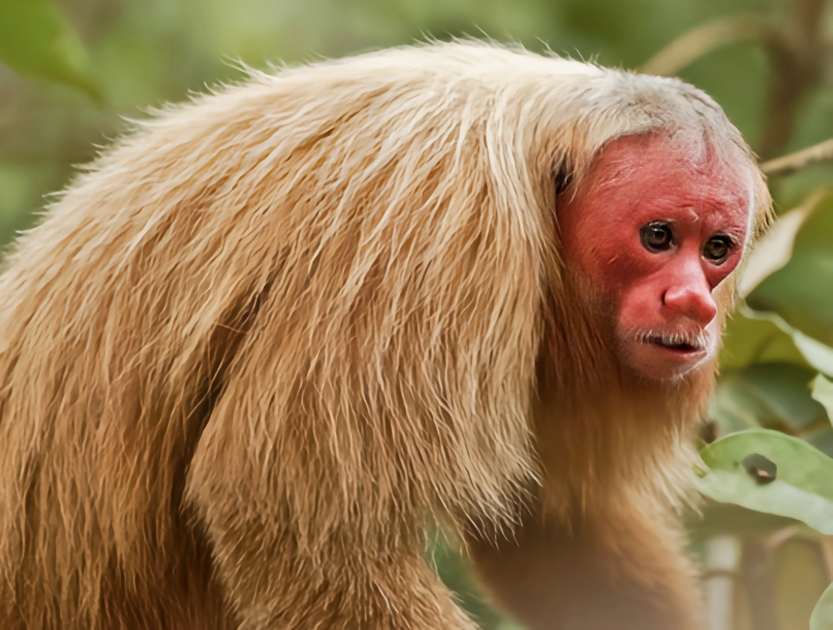 2023发文冲刺赛#白秃猴是僧面猴科哺乳动物.