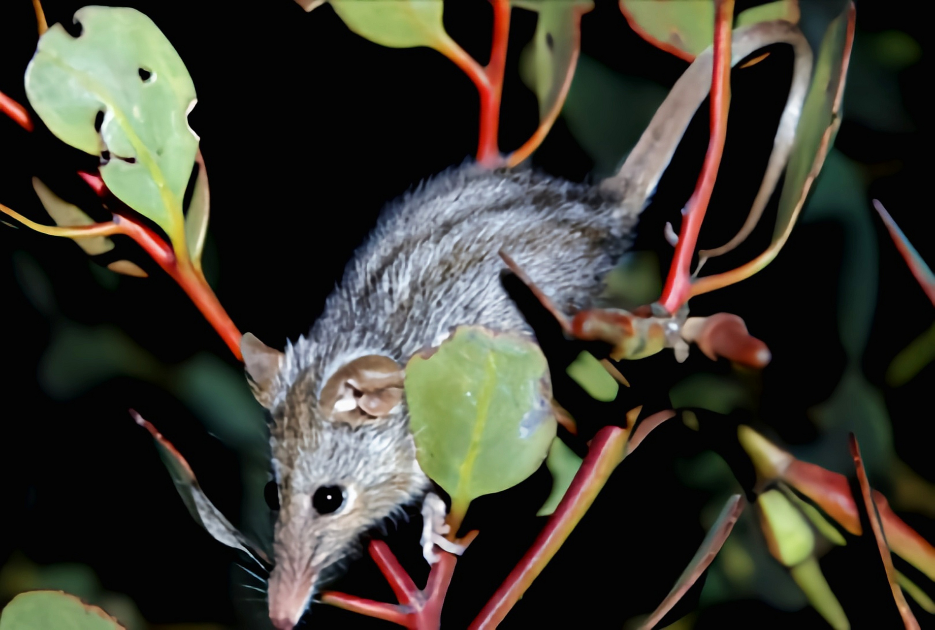 长吻袋貂是袋貂科唯一物种,只生活在澳大利亚西南部森林和灌木丛地区.