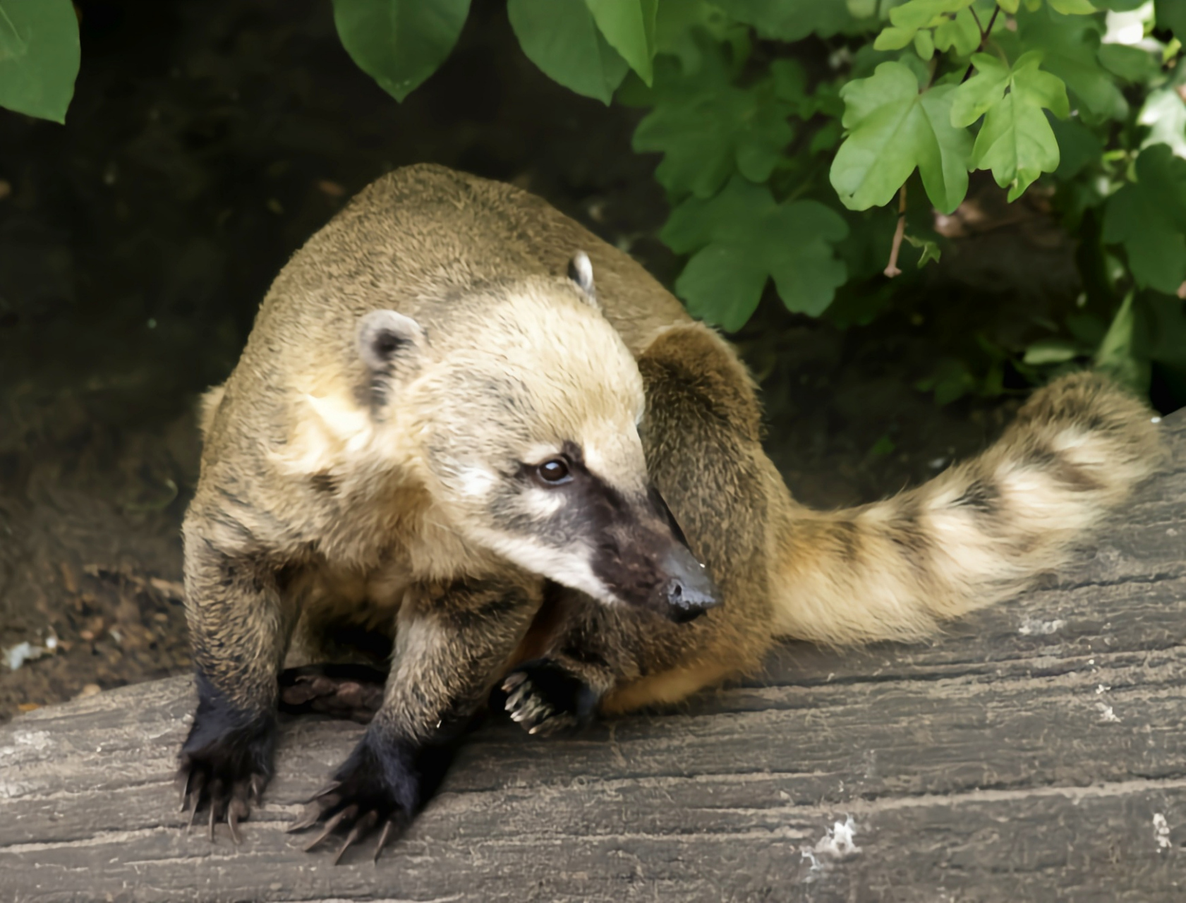 南美浣熊是浣熊科哺乳动物,生活在北美洲,南美洲海拔2500以下的落叶林