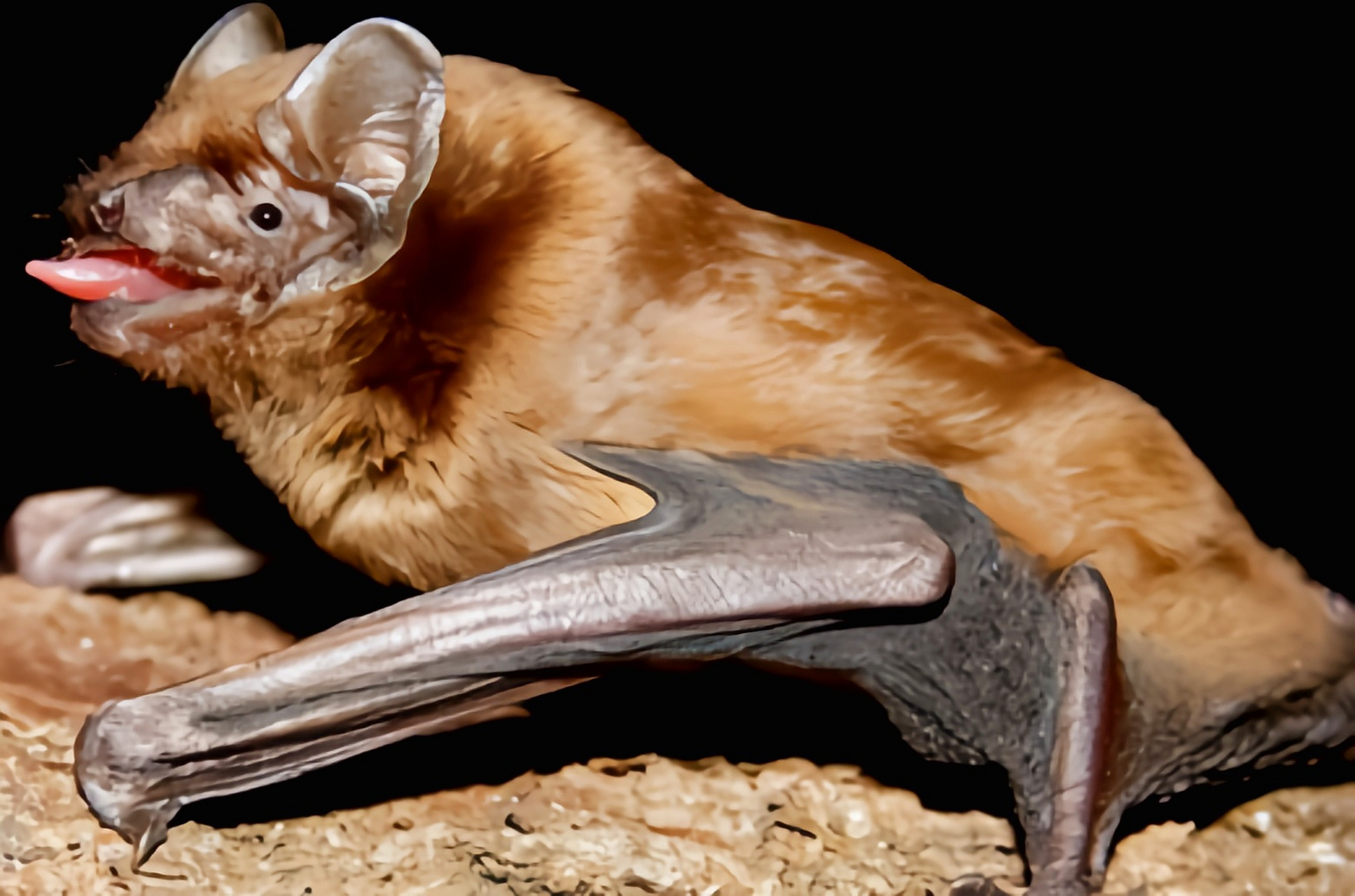 中华山幅别名绒山蝠,我国特有物种.