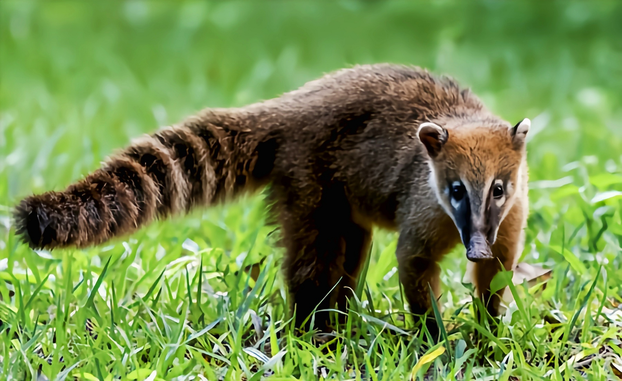 南美浣熊是浣熊科哺乳动物,生活在北美洲,南美洲海拔2500以下的落叶林