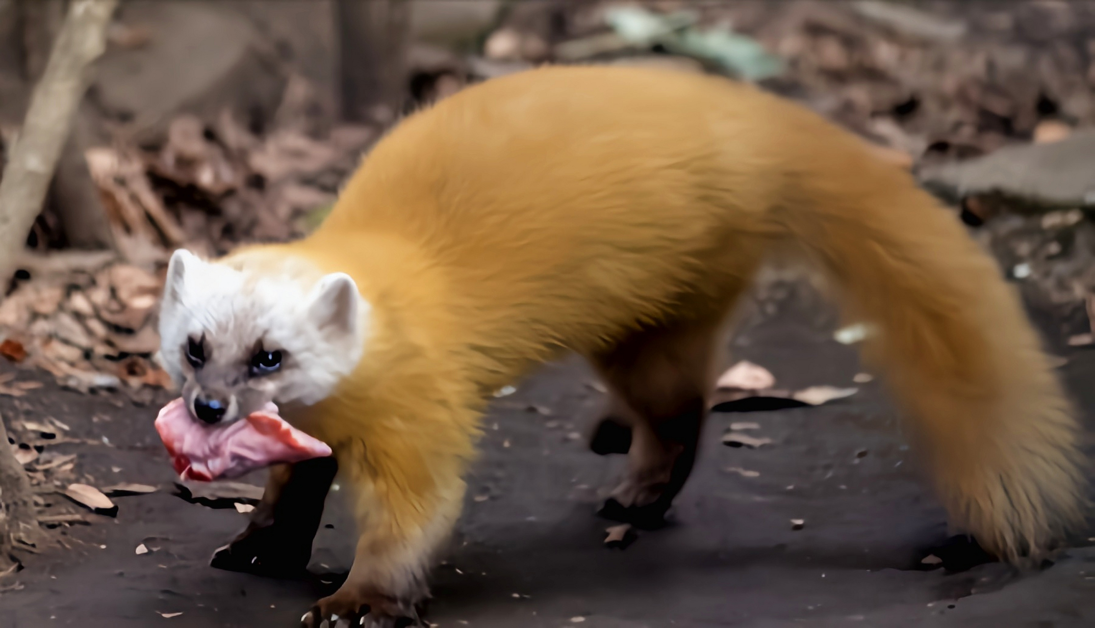 2023发文冲刺赛#日本貂是鼬科哺乳动物,原产于日本,朝鲜半岛,共3个