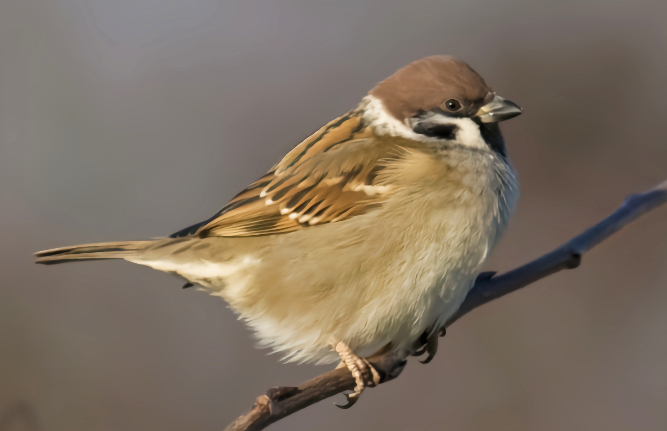 投稿星计划# 麻雀的喙的大小会依照季节变代而变化,它们不存在性别二