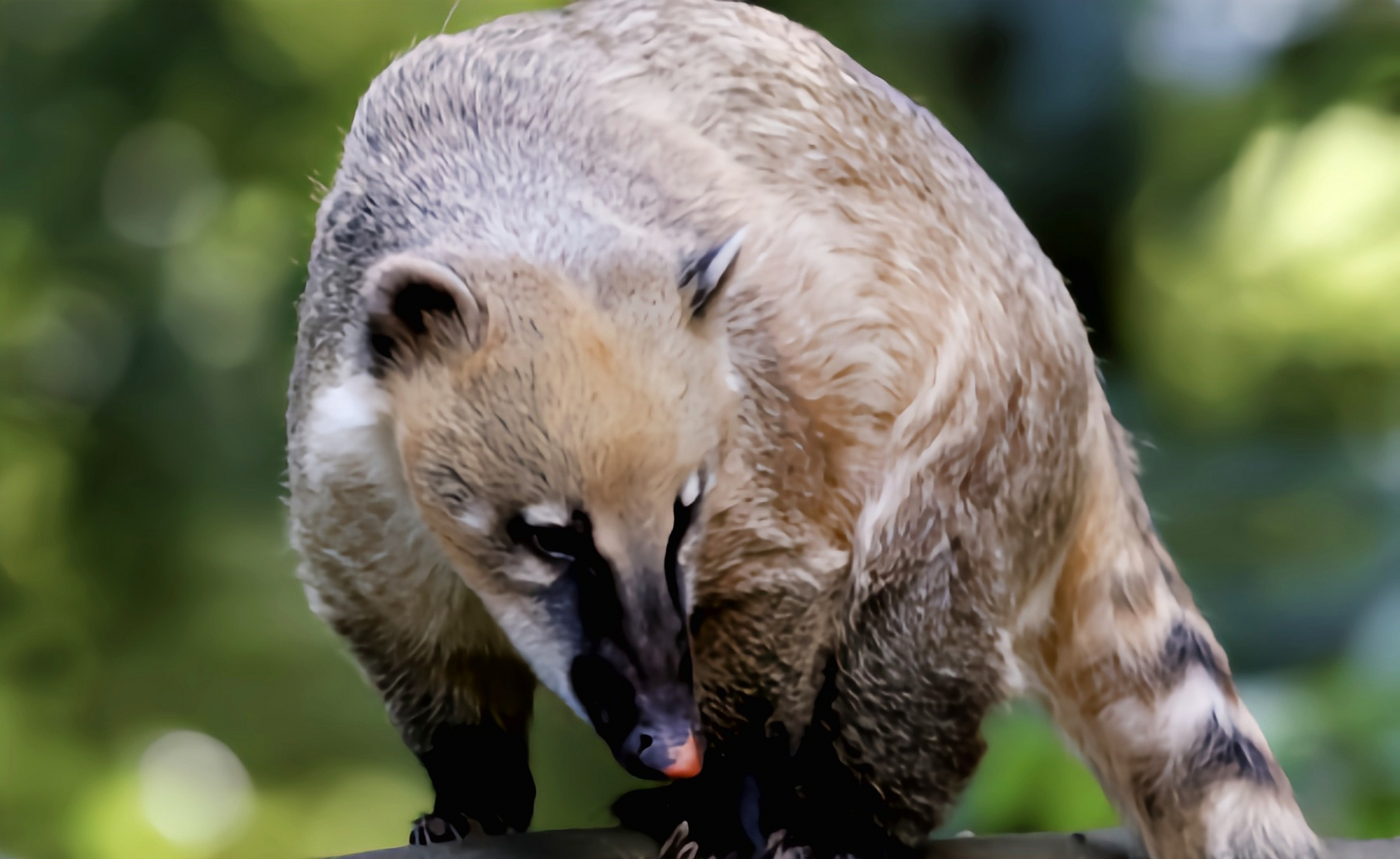 南美浣熊是浣熊科哺乳动物,生活在北美洲,南美洲海拔2500以下的落叶林