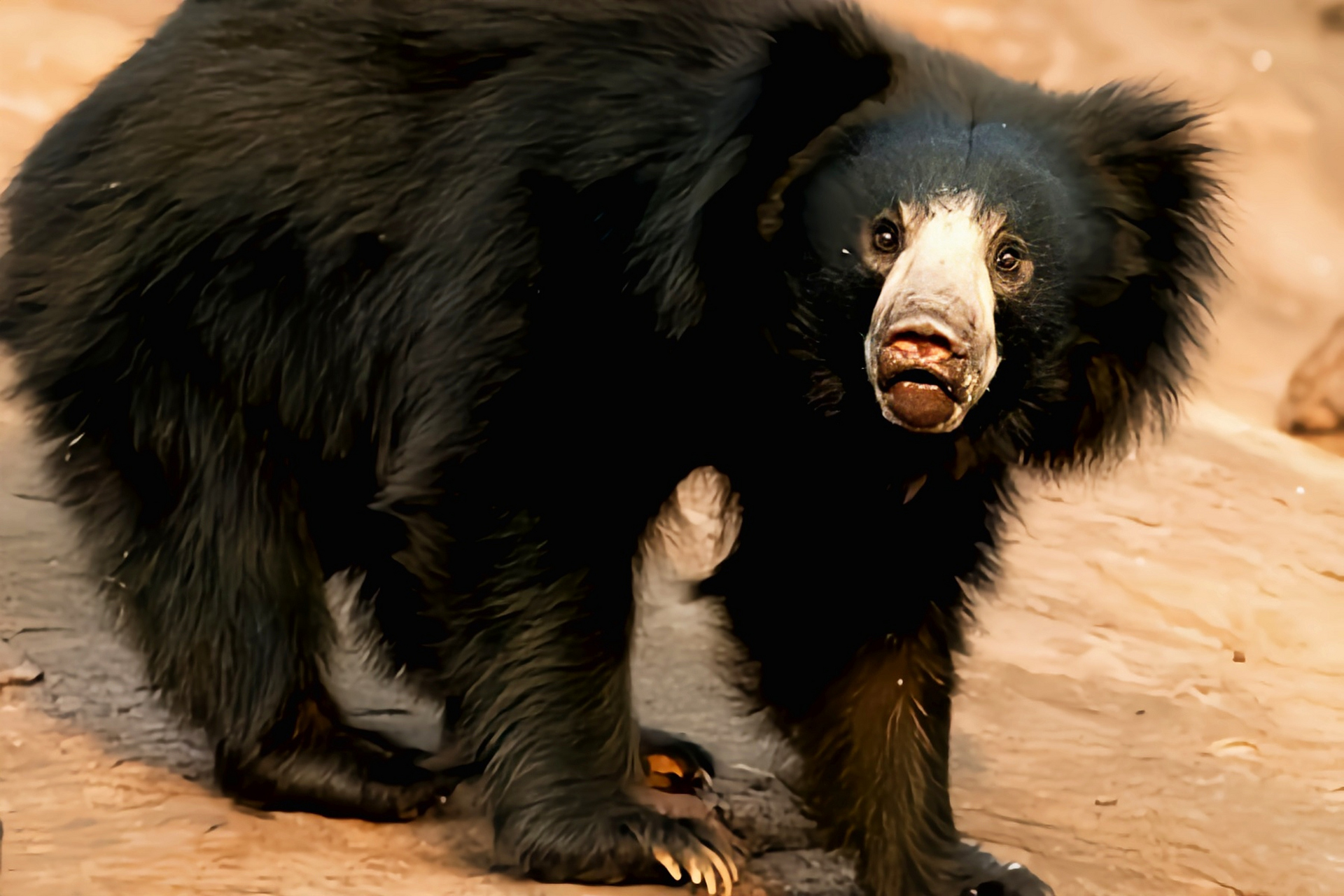 懒熊别名蜜熊,是熊科哺乳动物,分布斯里兰卡,印度,尼泊尔和不丹的