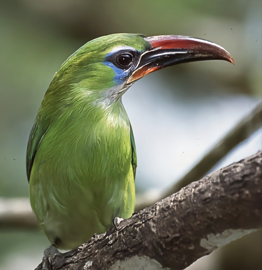 投稿星计划# 沟嘴巨嘴鸟的羽色整体呈绿色,但是喉部为白色