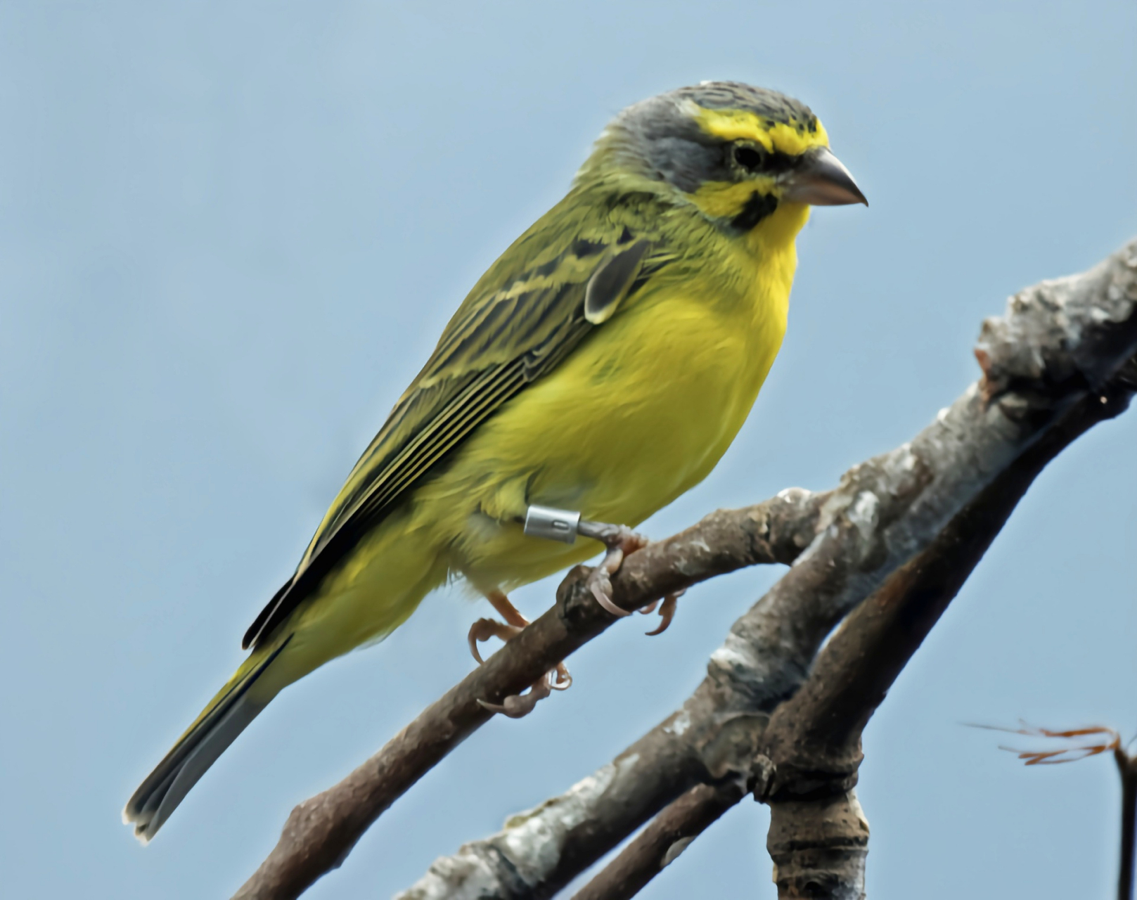 金青鸟别名黄额丝雀,是雀形目小型鸟类,原产于非洲撒哈拉沙漠以南的