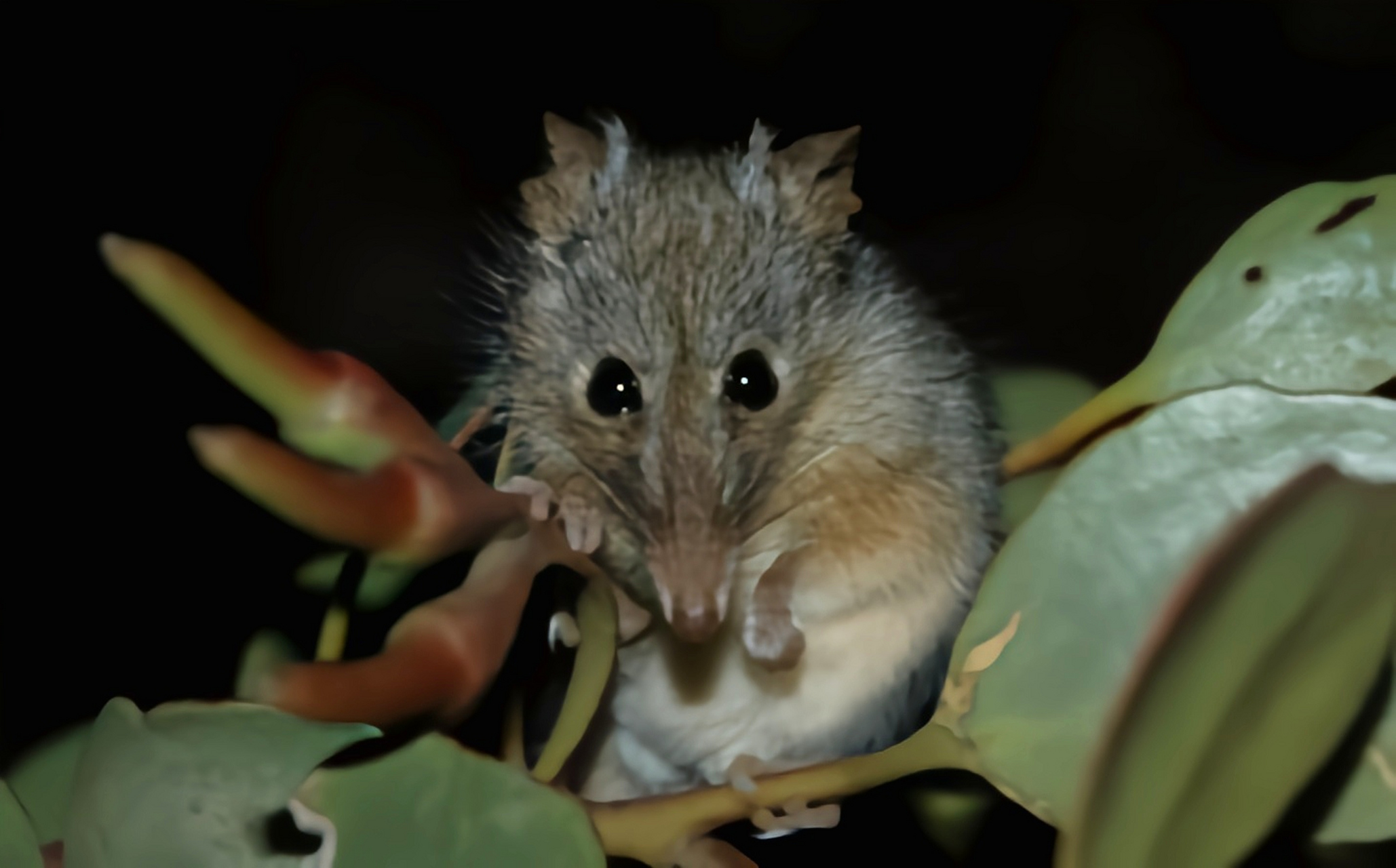 长吻袋貂是袋貂科唯一物种,只生活在澳大利亚西南部森林和灌木丛地区.