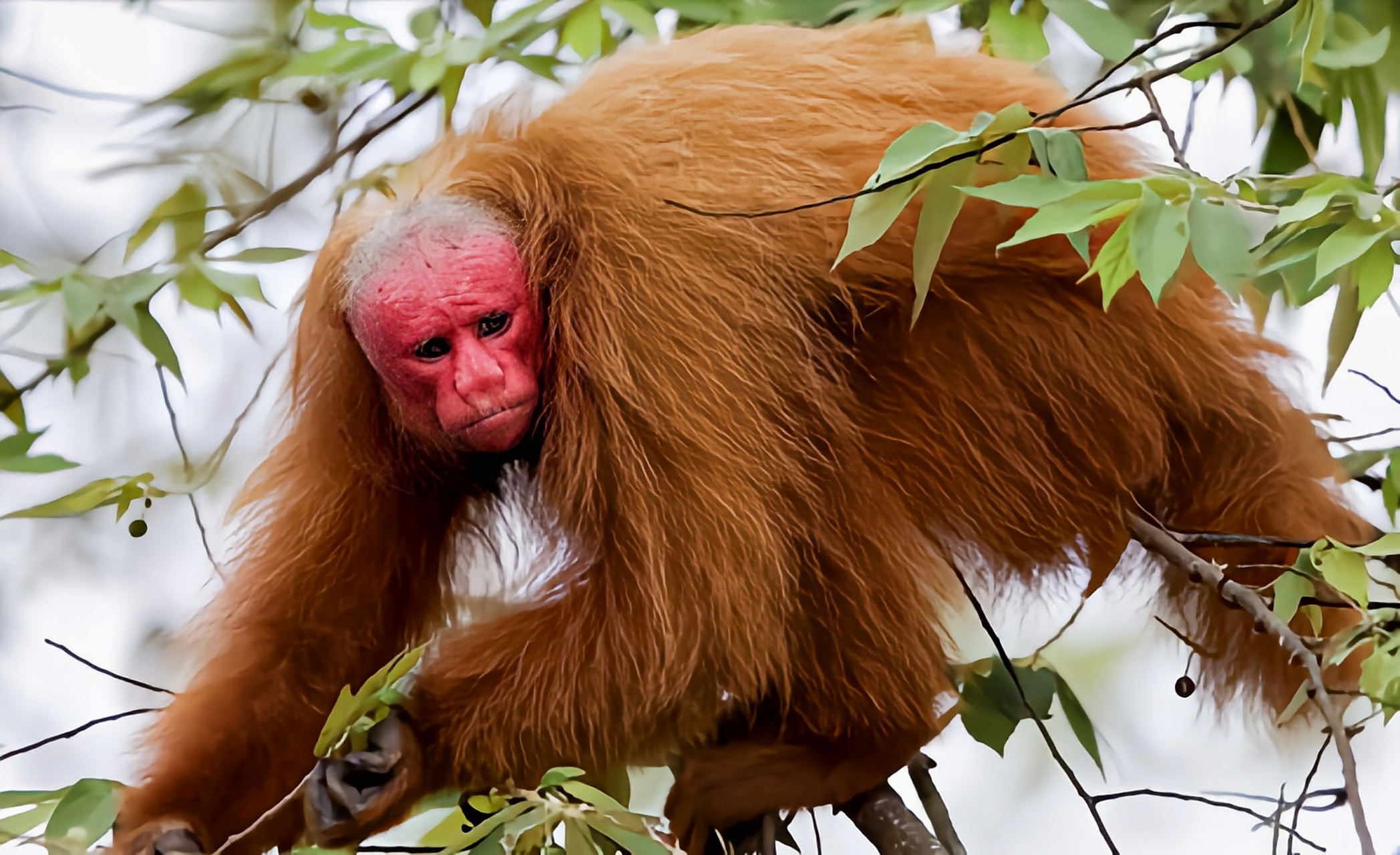 2023发文冲刺赛#白秃猴是僧面猴科哺乳动物.