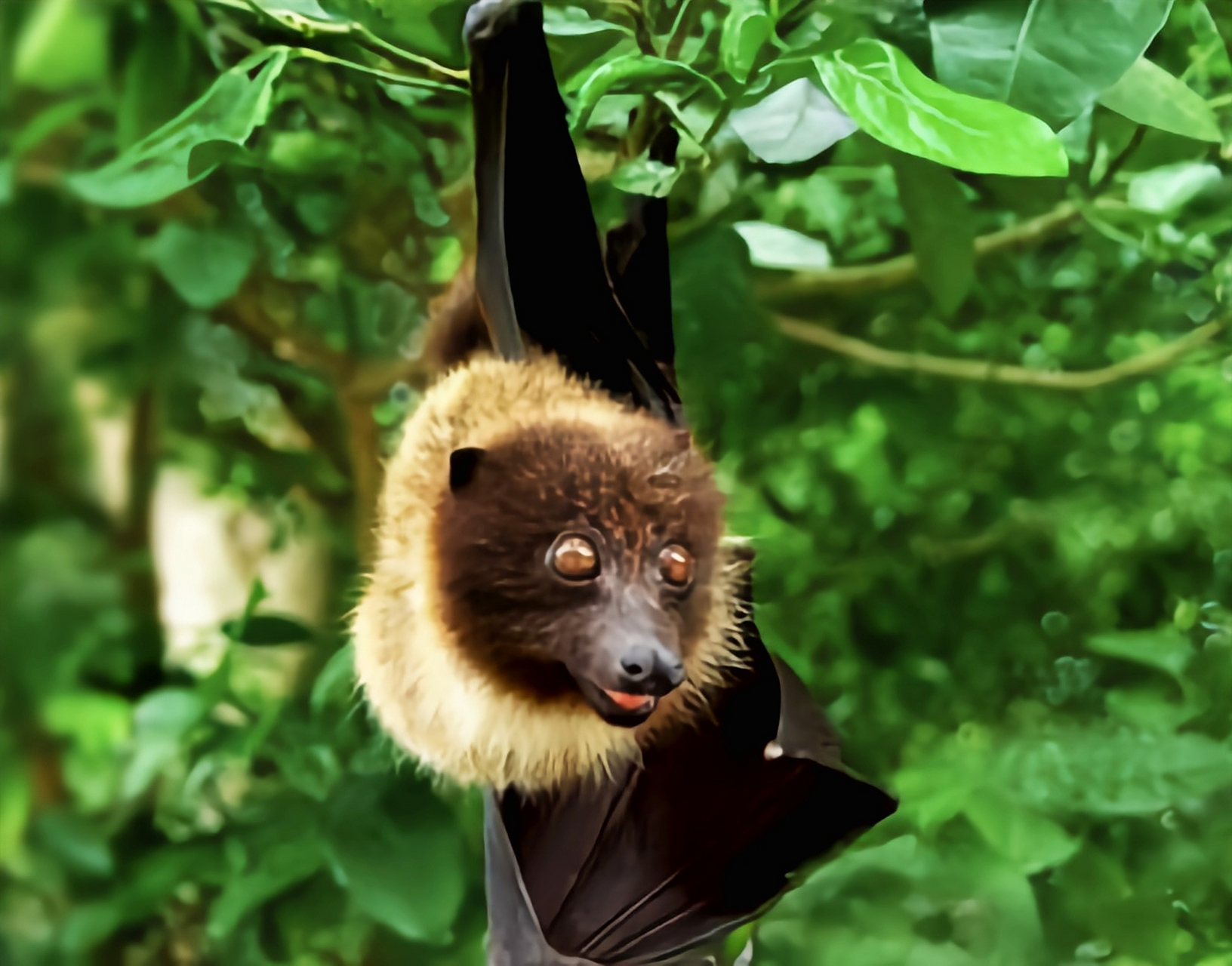 琉球狐蝠是台湾唯一的食果蝙蝠.