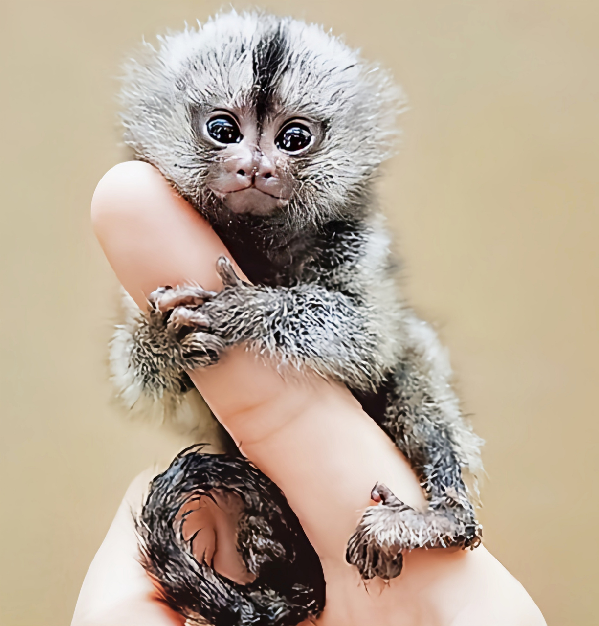 2023发文冲刺赛#侏儒绒猴是目前已知体型最小的灵长目哺乳动物.