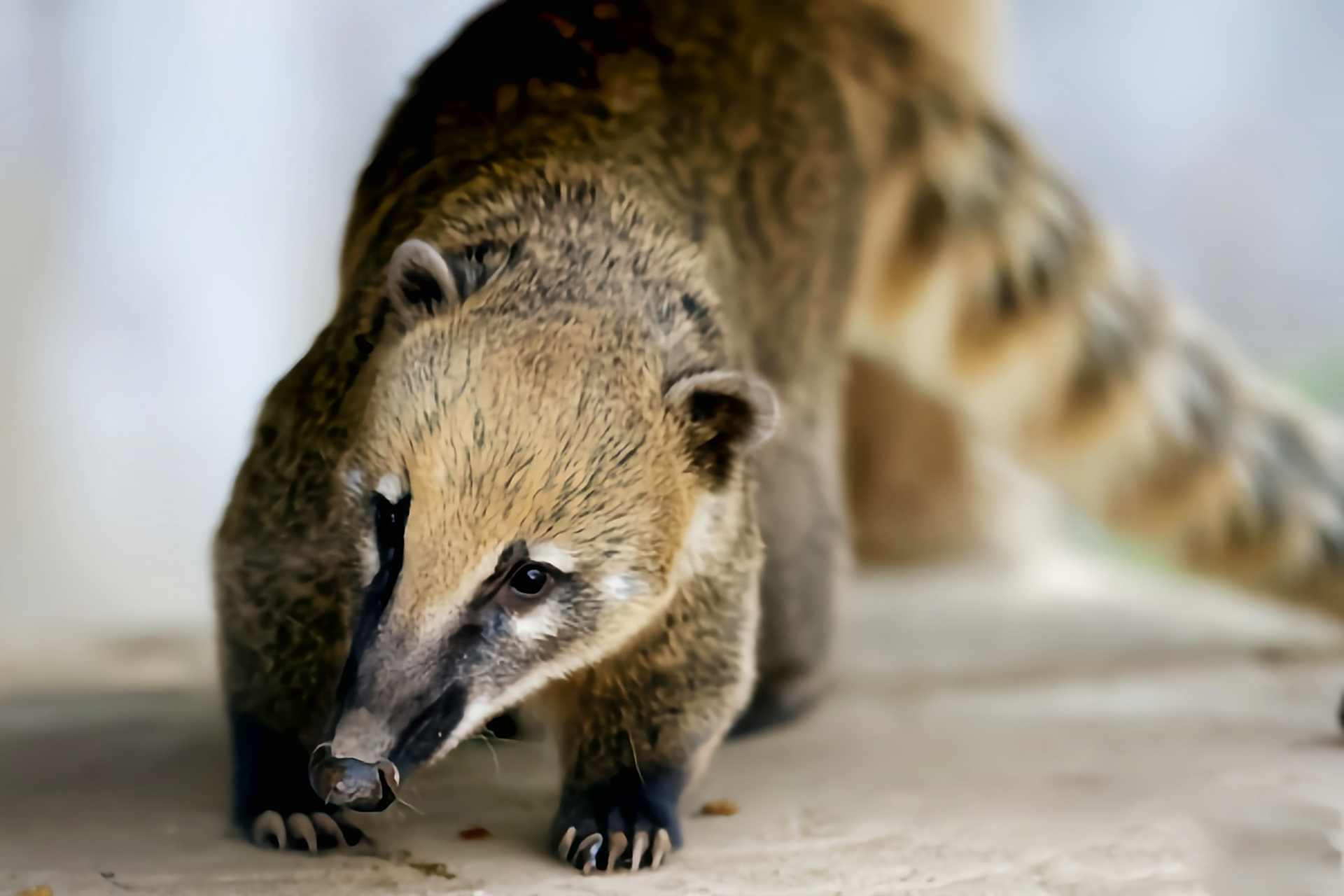 南美浣熊是浣熊科哺乳动物,生活在北美洲,南美洲海拔2500以下的落叶林