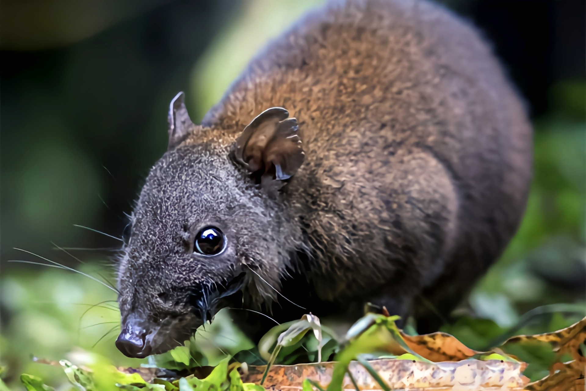 麝袋鼠又名堪培拉鼠袋鼠,世界上体型最小的有袋目哺乳动物,麝袋鼠科