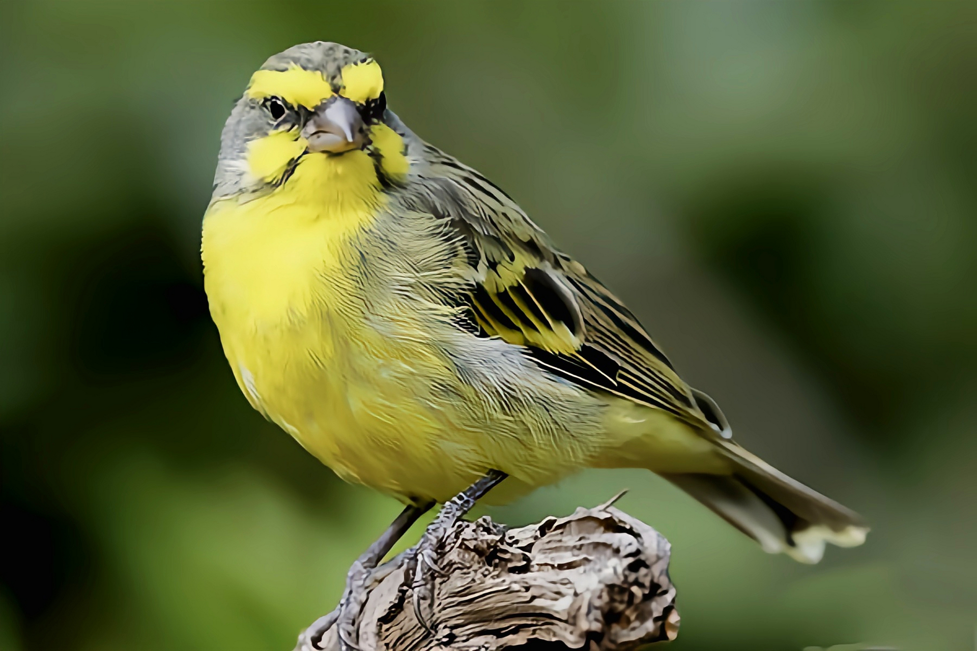 金青鸟别名黄额丝雀,是雀形目小型鸟类,原产于非洲撒哈拉沙漠以南的
