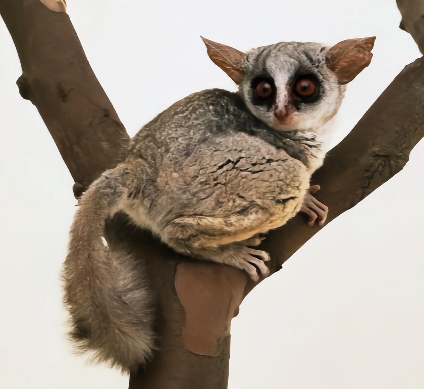 2023发文冲刺赛#婴猴别名塞内加尔婴猴,是非洲常见的树栖灵长目动物