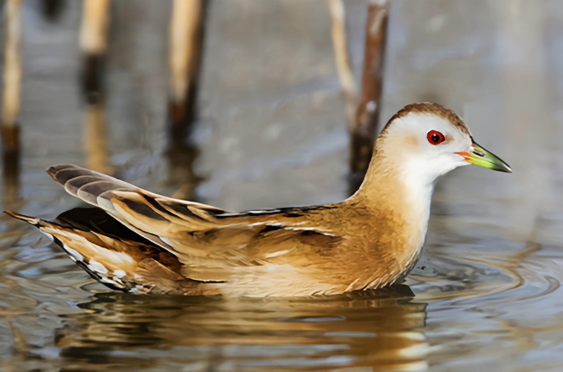 跨年创作挑战赛#姬田鸡是鹤形目秧鸡科鸟类,我国二级保护野生动物.