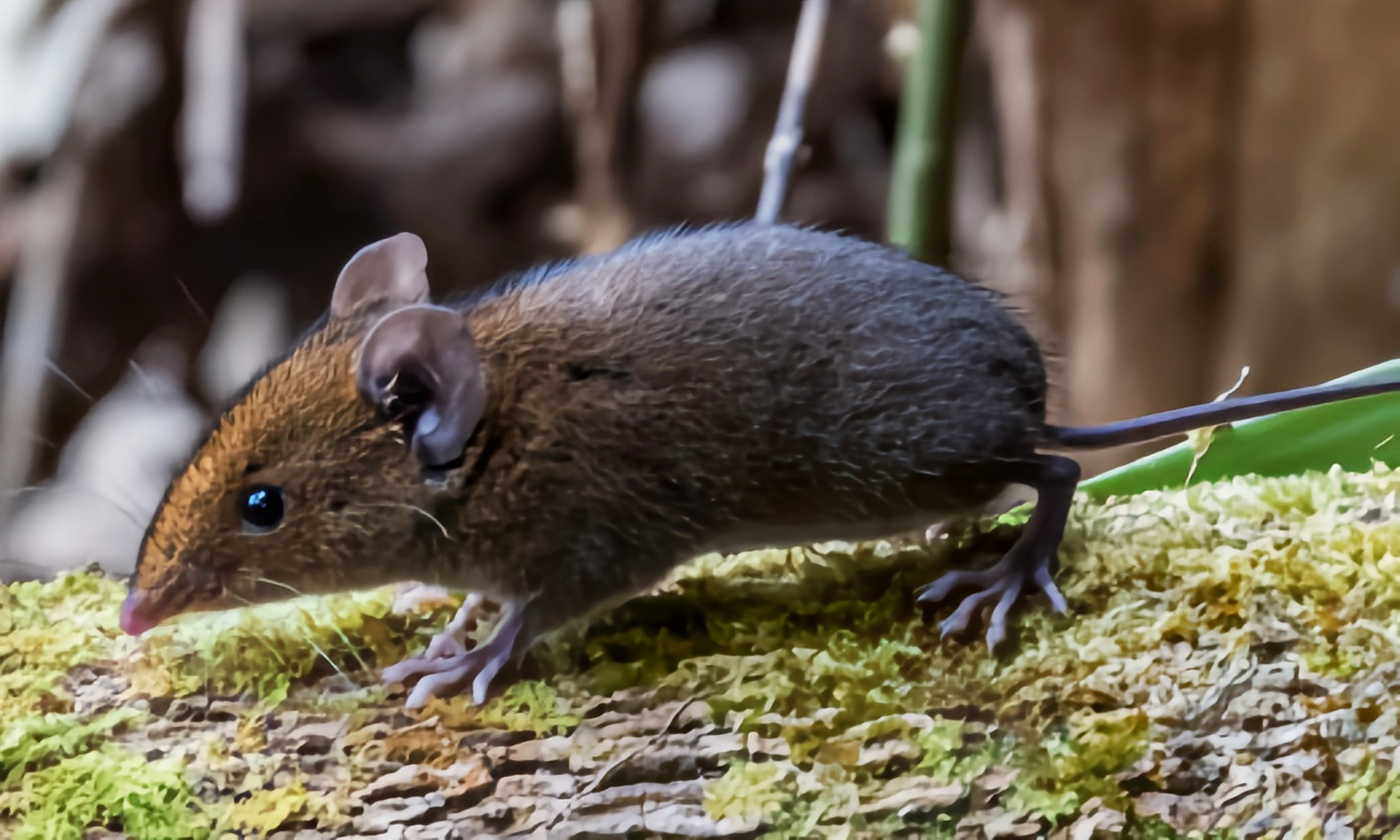 中华鼩猬是猬形目小型哺乳动物,体长10-13厘米,尾长5.6厘米.