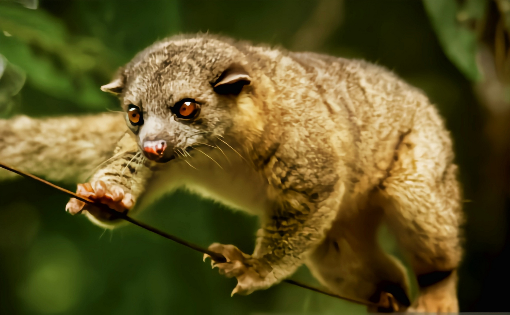 跨年创作挑战赛#加氏犬浣熊是生活在南美洲森林中的小型哺乳动物