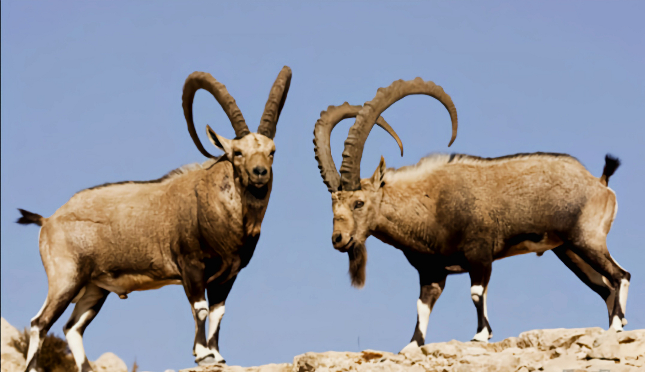 努比亚羱羊是伊拉克国兽,栖息于海拔3500-6000m的寒冷高原地区.