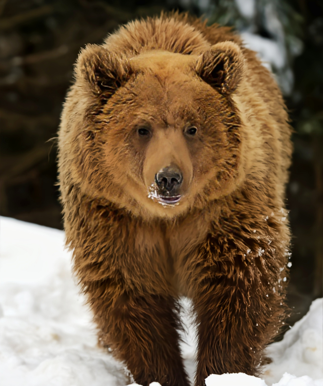 棕熊亚种图片