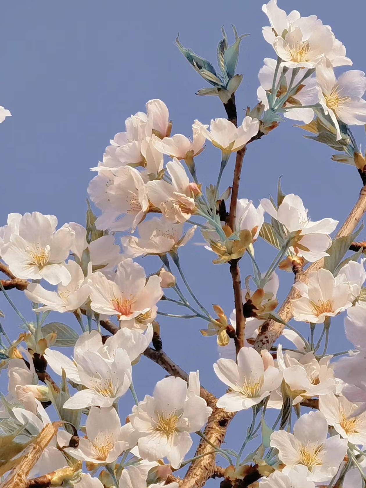 "花之所以能开的明艳,是它自己坚毅向阳的生命力." 4.人的