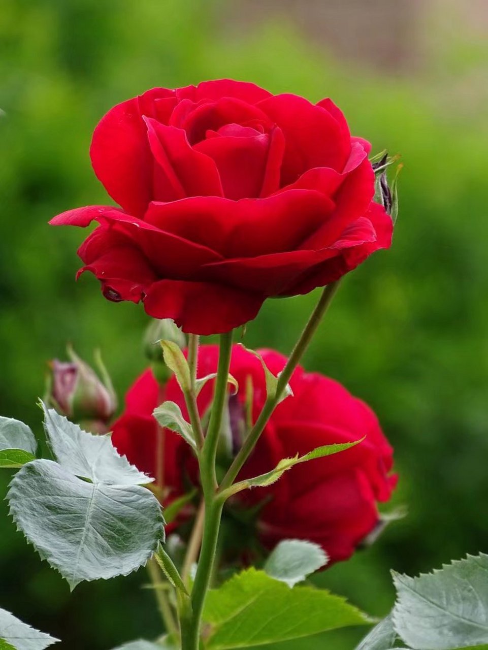 奈何狂风揉花落, 红颜易逝花易凋.