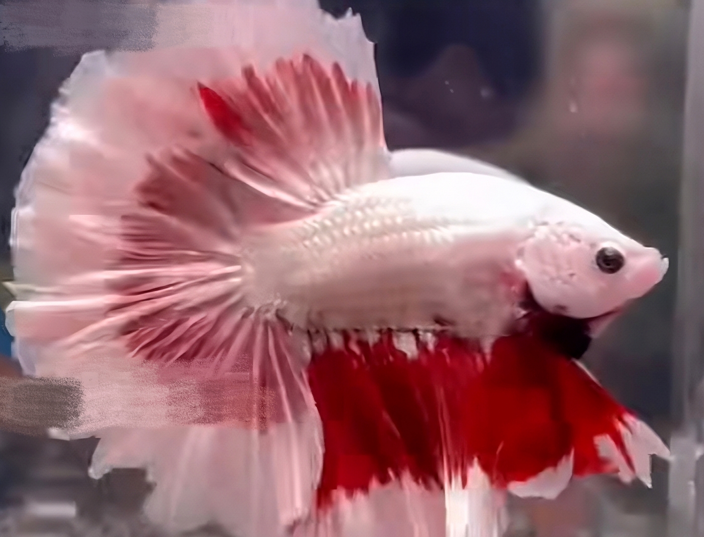 果然穿晚礼服的就是讲究,一直以为鱼都是飘在水里睡觉的,第一次见睡床