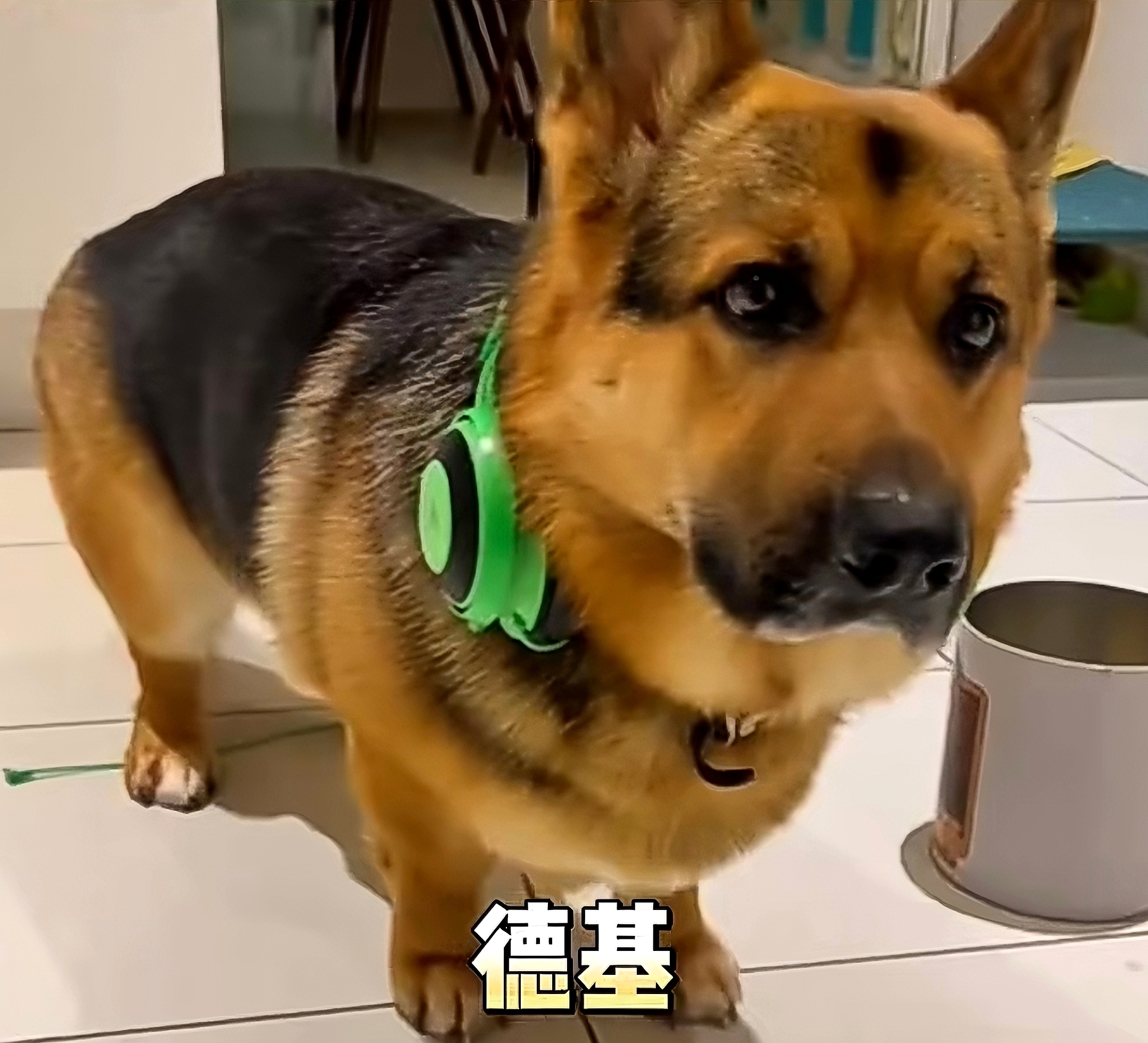 当柯基遇到和其他狗狗生下的崽.柯基:我负责腿短,你负责上层建筑.