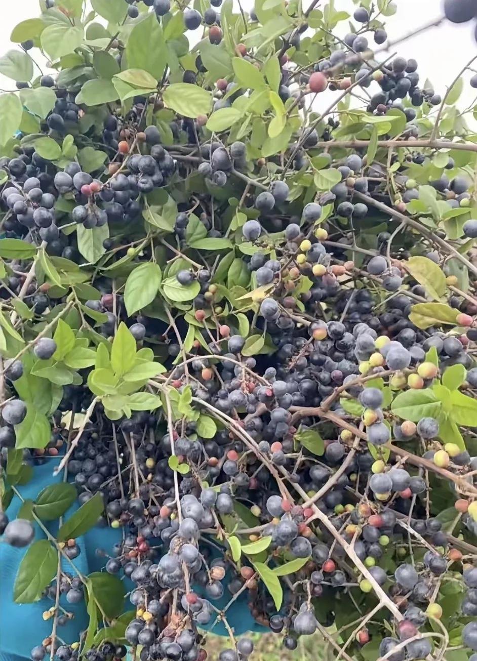 野生蓝莓真是太棒了!