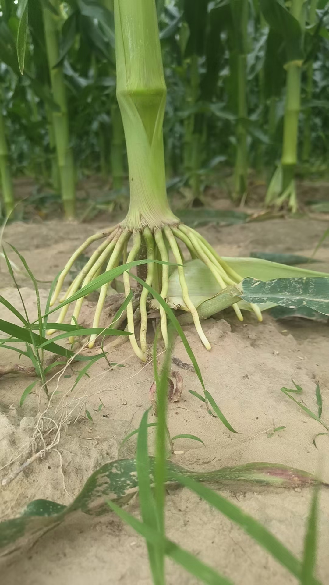 玉米气生根,有老百姓亲切称呼"霸王根"!