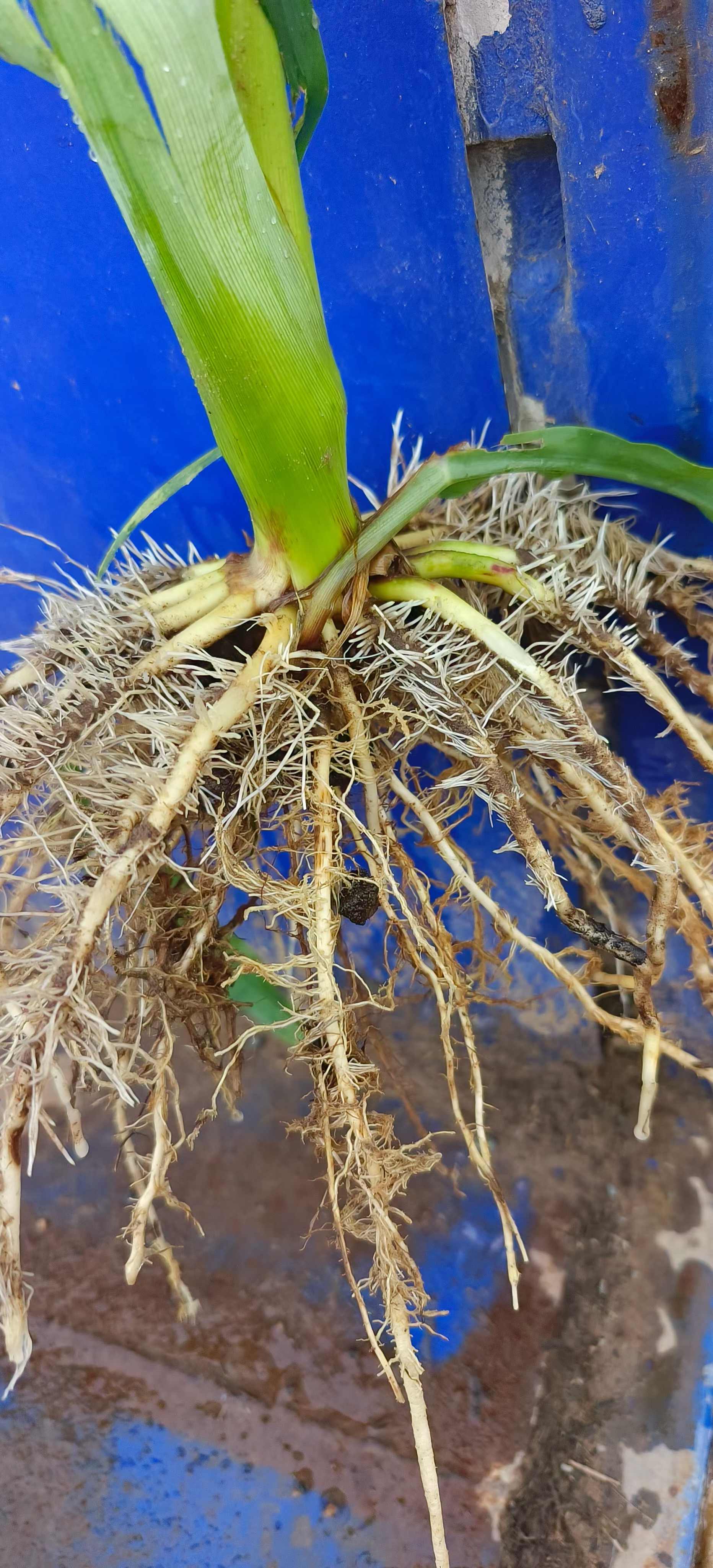 任何作物都是由根而生的,也是由根而亡的,健壮发达的根系是植物生长和