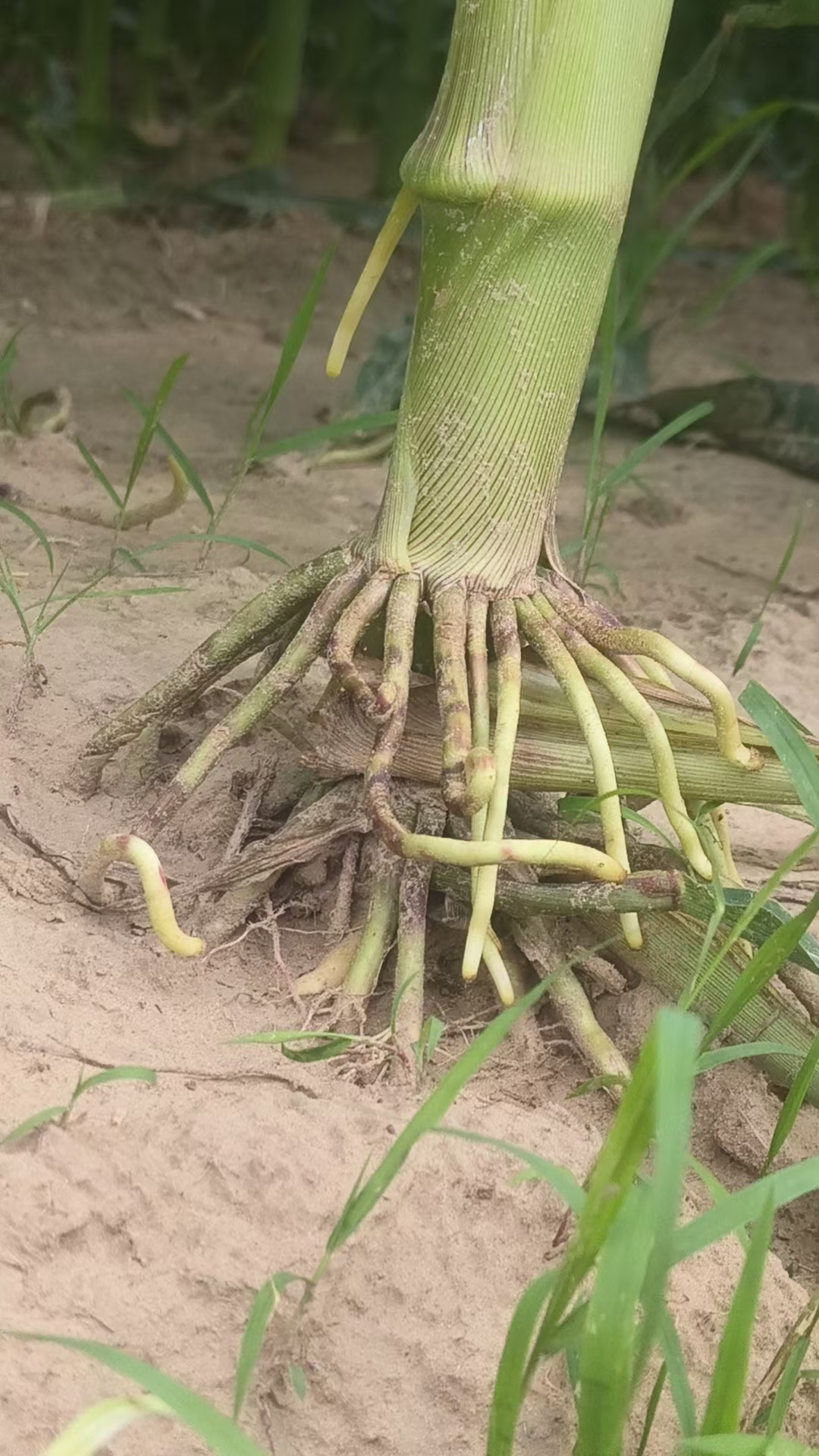 玉米气生根,有老百姓亲切称呼"霸王根"!
