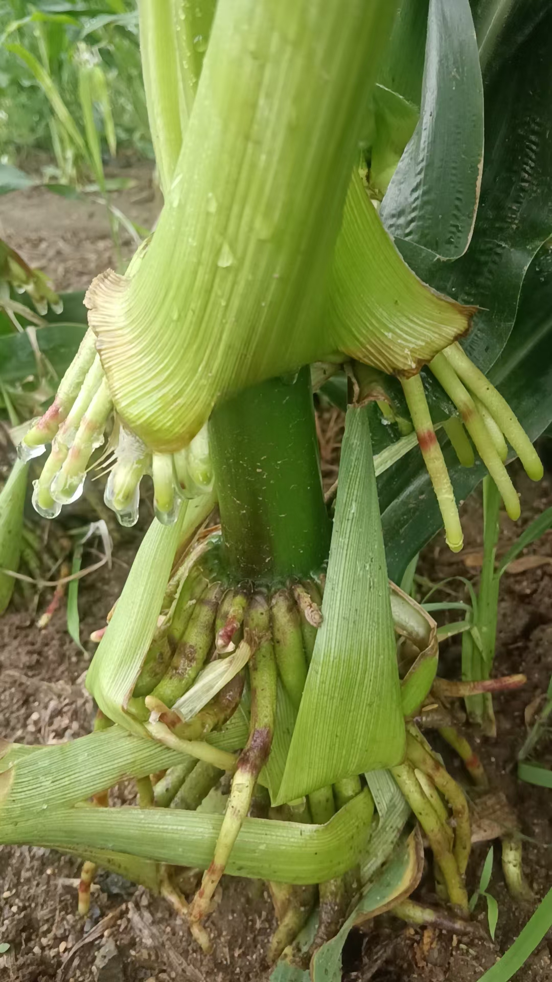 玉米气生根,有老百姓亲切称呼"霸王根"!