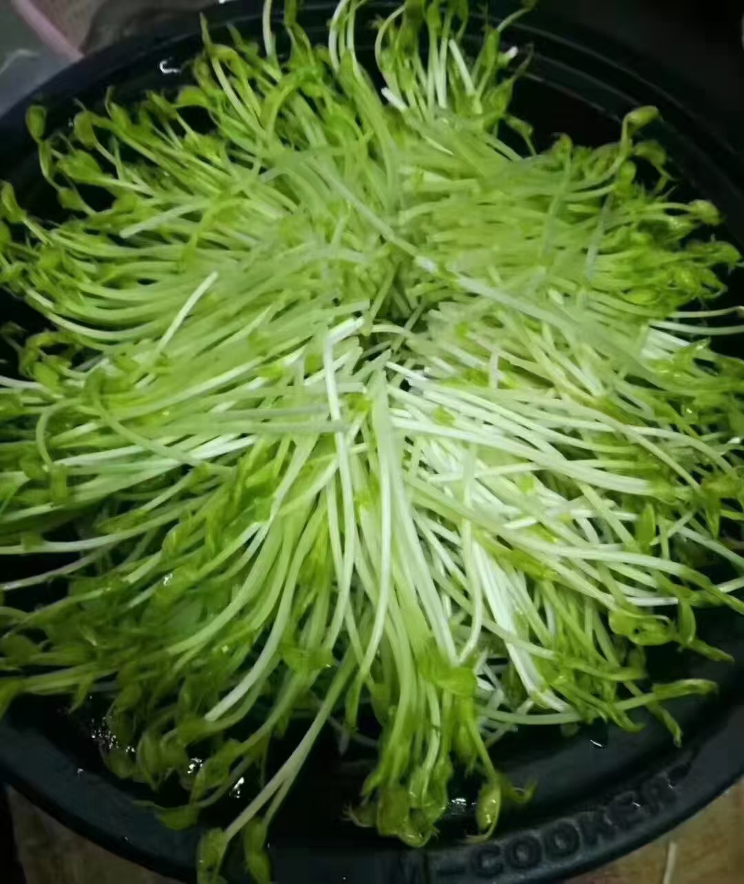 豌豆苗饺子,绿色健康新鲜,味道好极了!