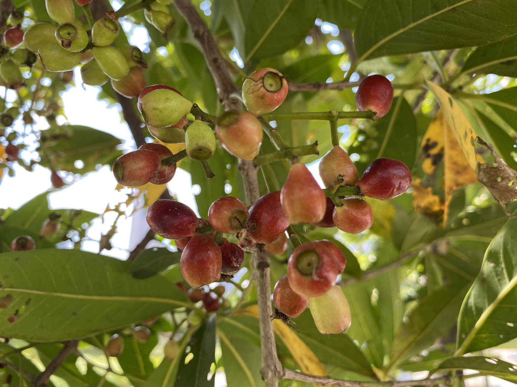 乌墨也叫海南蒲桃,成熟的浆果是可以吃的,你们吃过了吗?#每日打卡