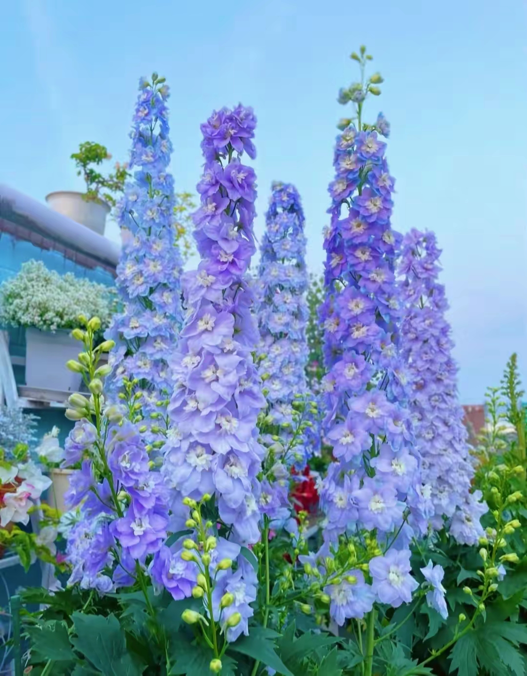 紫色飞燕草,犹如天外来客,洒落凡间.